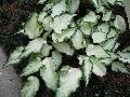 White Ruffles Caladium / Caladium 